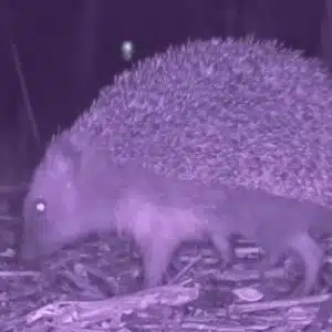 Hedgehog